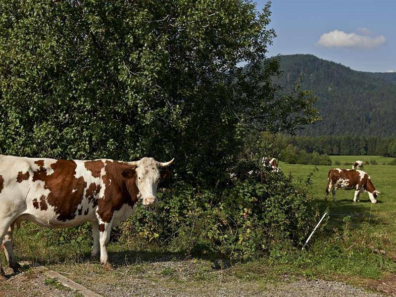 Randonnée : Circuit vélo C07: Balade en principauté de Salm