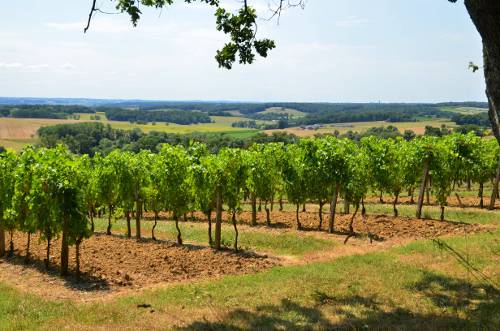 Randonnée : Saint-Jean-de-Duras, balade au coeur des vignobles de Duras