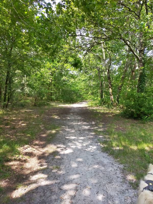 Randonnée : Balade à roulettes - Corbiac, forêt de Saint Médard en Jalles (2) - Impraticable