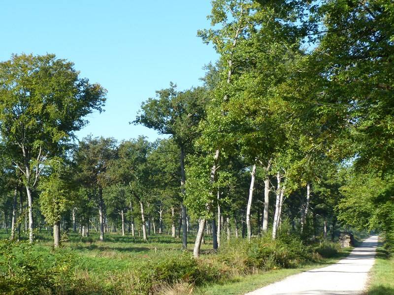 Randonnée : Chemin de l'Arboretum