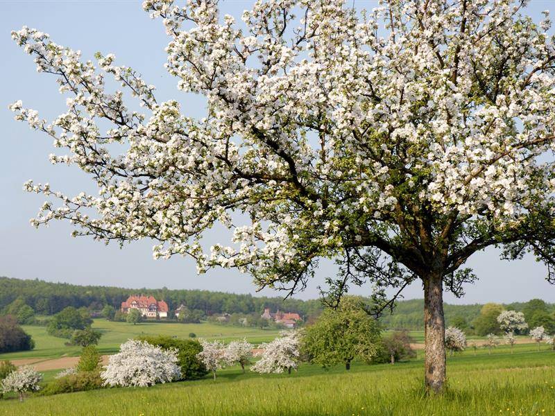 Randonnée : Promenade sous les arbres de Niederbronn-les-Bains