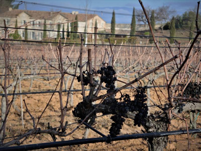 Randonnée : Le vignoble aixois, le vignoble des bastides - La Trévaresse et Plateau de Puyricard