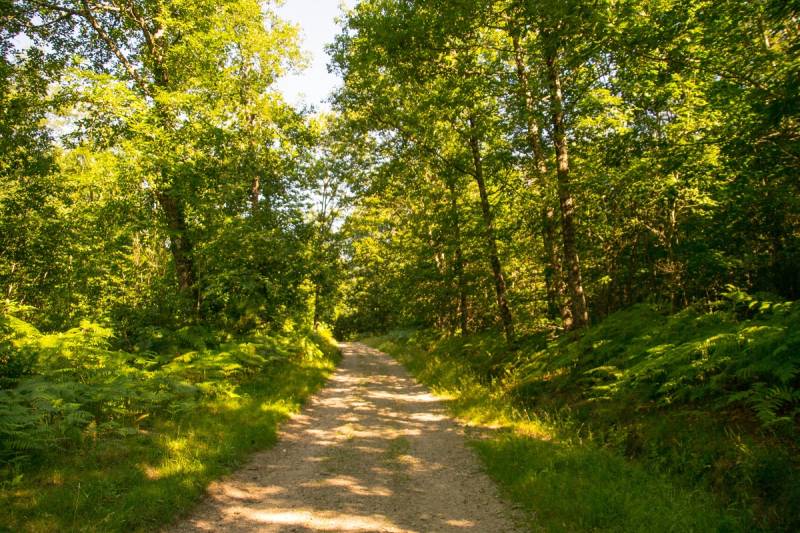 Randonnée : Sentier de la croix du loup