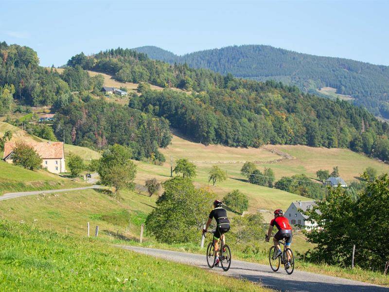 Randonnée : Circuit cyclo - Kaysersberg - Ribeauvillé - Aubure
