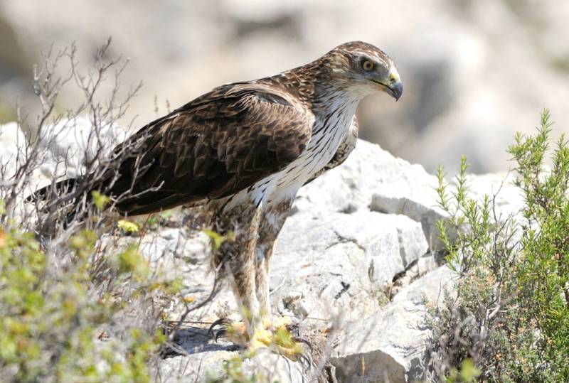 Randonnée : Sentier de découverte des oiseaux du Grand Site Sainte-Victoire avec un livret pédagogique