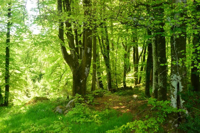 Randonnée : Circuit Pédestre N°29 CC : "Promenons-nous dans les bois de Lépinas"