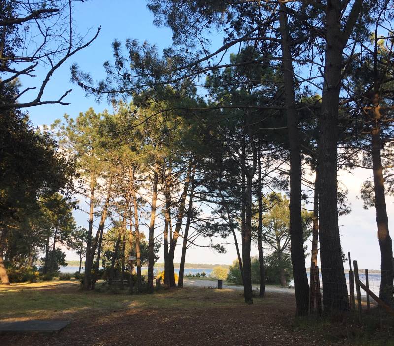 Randonnée : Sentier des chevreuils sportifs - Réserve Naturelle de Hourtin