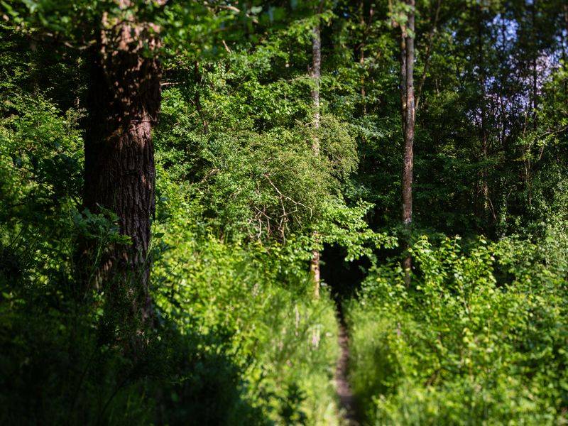 Randonnée : Sentier nature du bois des Amis de Jean Bosco