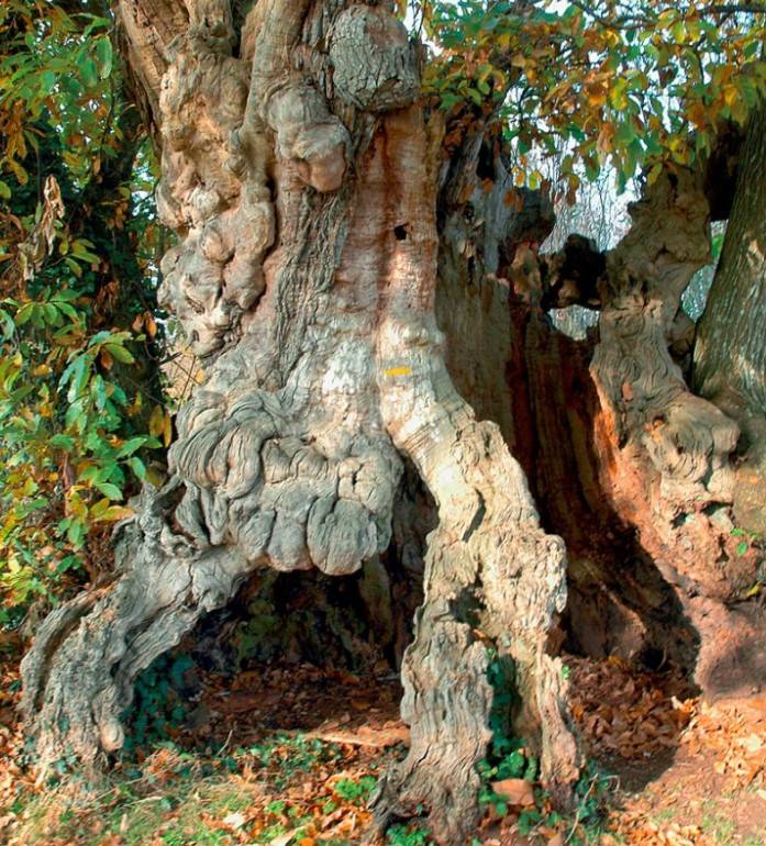 Randonnée : Les bois de Celles