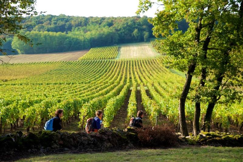 Randonnée : Viré, la montagne et son vignoble