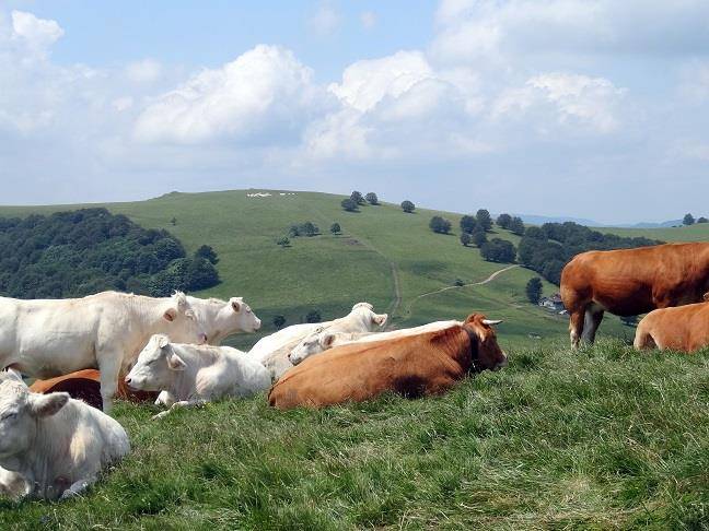 Randonnée : Randonnée : Le Thannerhubel