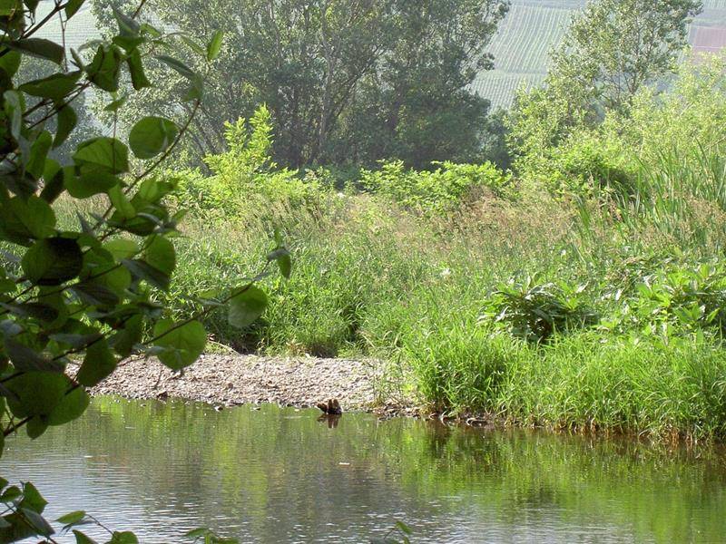 Randonnée : Randonnée  : biotope de la Thur