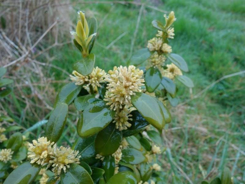 Randonnée : Mon Herbier Châtillonnais : Le Tranger, la flore des chemins creux