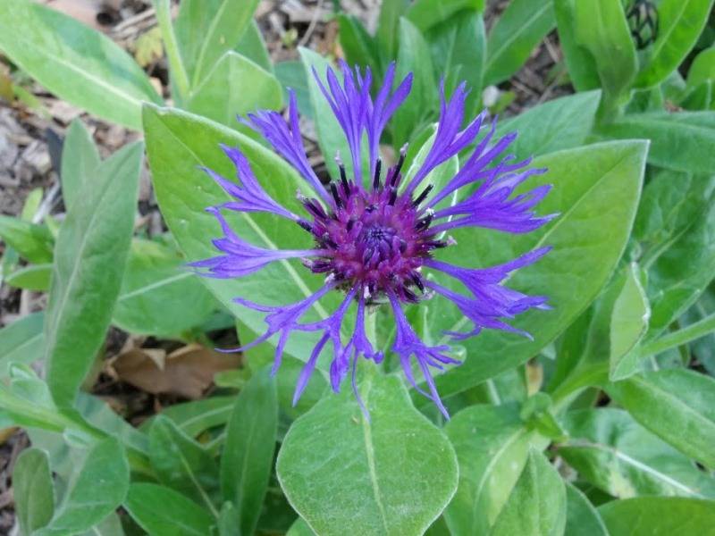 Randonnée : Mon Herbier Châtillonnais : Châtillon-sur-Indre, flore du jardin public