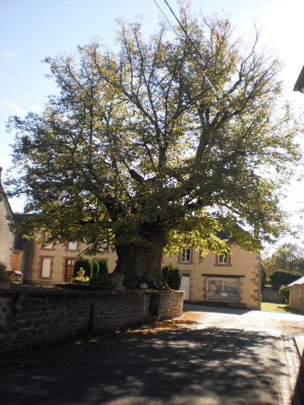 Randonnée : C7- TAILLES DE LA RONGÈRE -  Base VTT intercommunale Portes de la Creuse en Marche