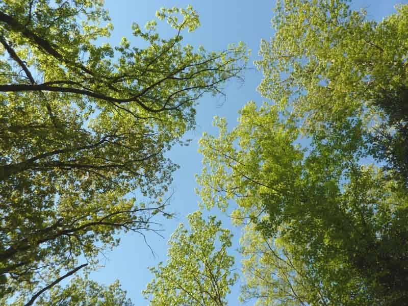 Randonnée : Forêt des Vaseix sentier le tour du grand bois
