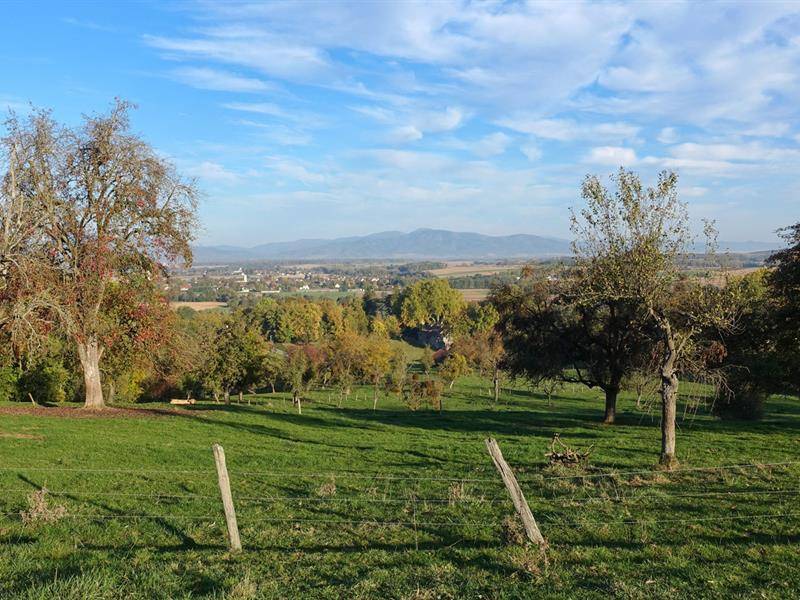 Randonnée : Circuit VTT n°31 Le Tour du Rebberg