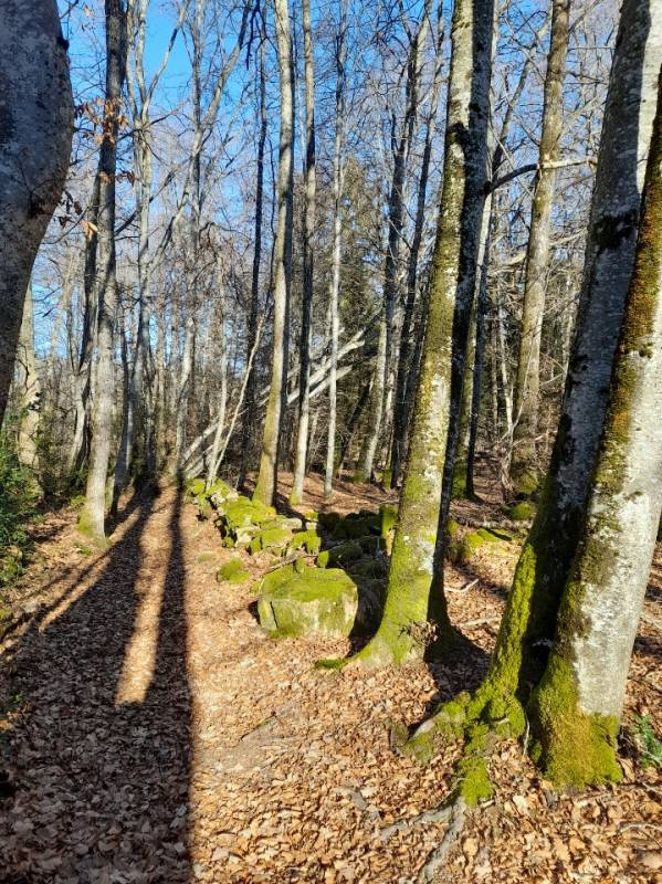 Randonnée : A travers bois