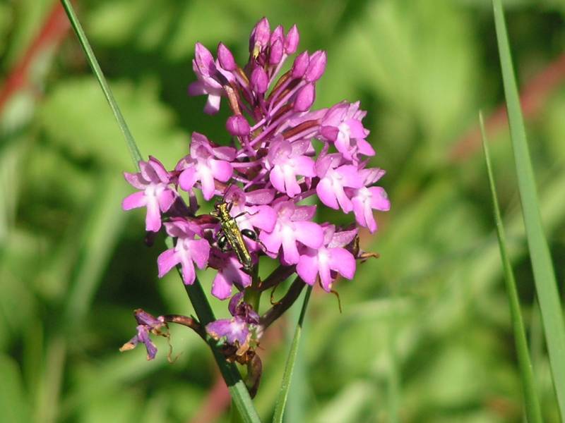 Randonnée : Chemin des orchidées - Queyssac