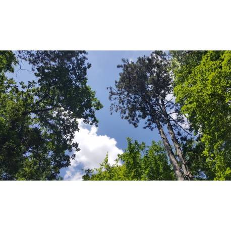 Randonnée : Zoodyssée, sous les frondaisons de la forêt de Chizé (grande boucle)