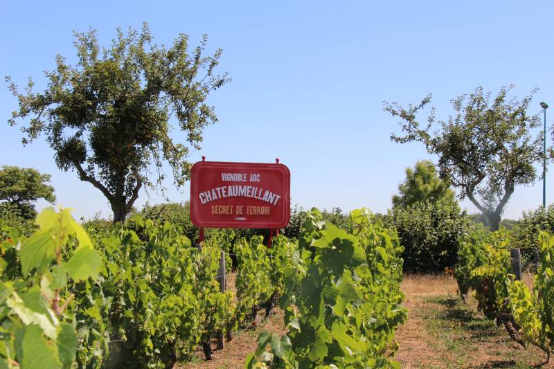 Randonnée : Itinéraire découverte à vélo VTT (Vignes tout terrain)
