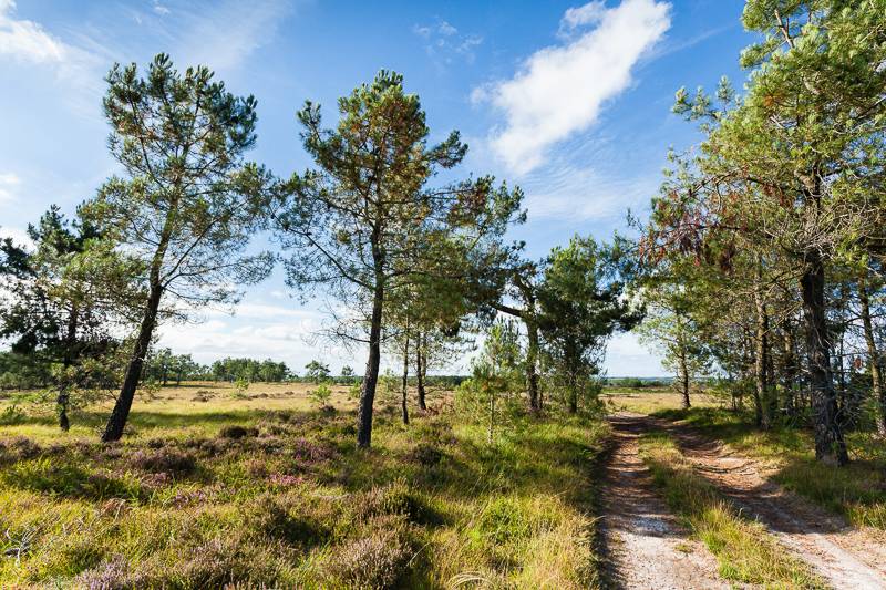 Randonnée : Les landes de Millières - Randonnée