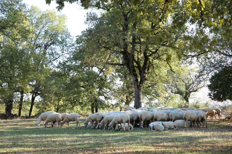 Randonnée : Le Sentier des Dolmens de Saint-Chels