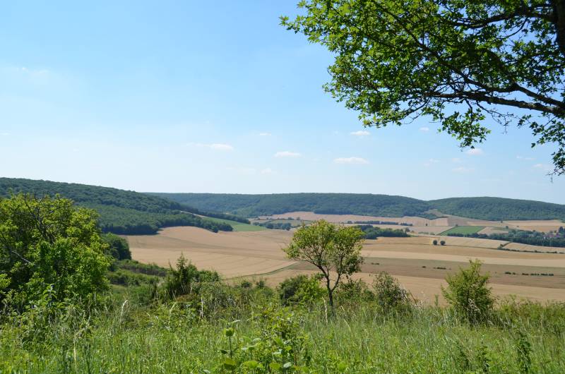 Randonnée : La butte aux orchidées