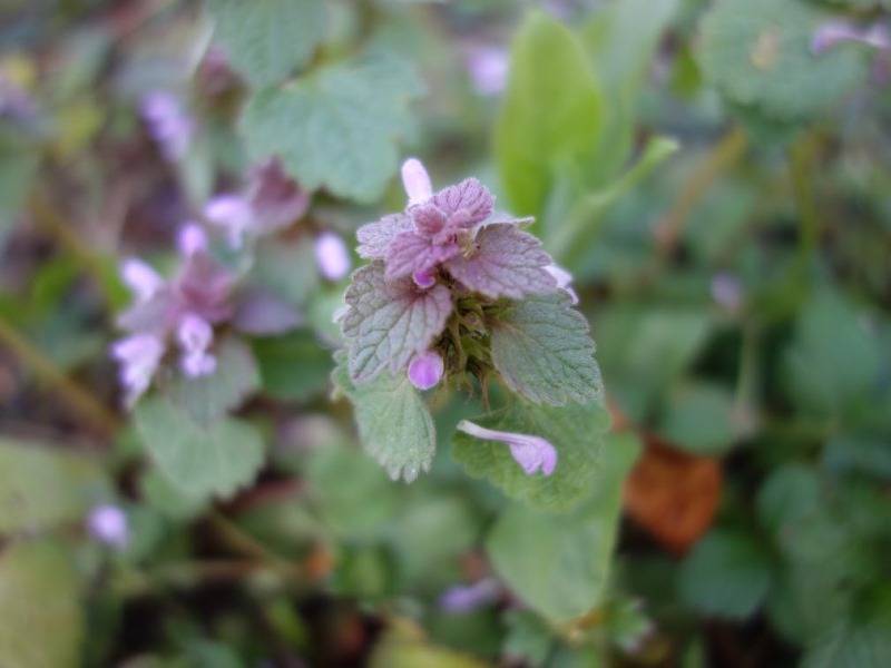 Randonnée : Mon Herbier Châtillonnais : Arpheuilles, flore des chemins de campagne