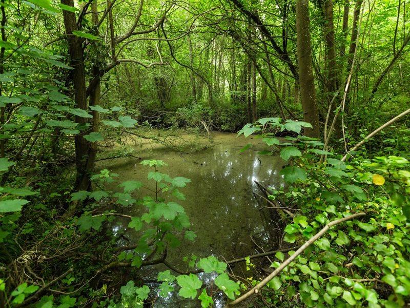 Randonnée : Sentier nature du bois du Caprice