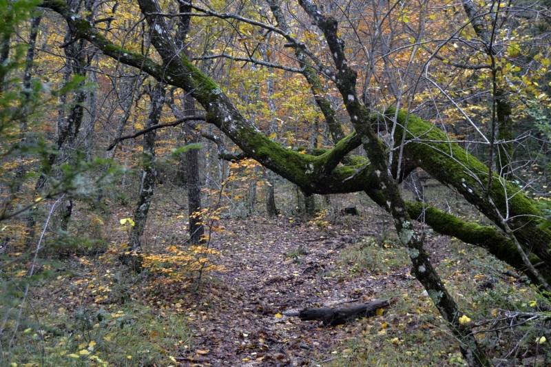 Randonnée : PLAN D'AUPS SAINTE-BAUME - Le sentier Merveilleux