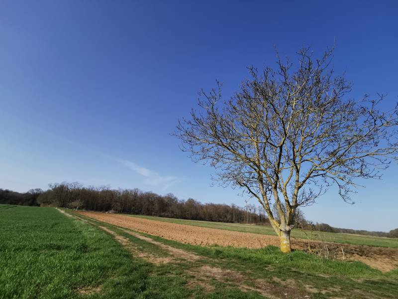 Randonnée : Circuit des Chemins Creux