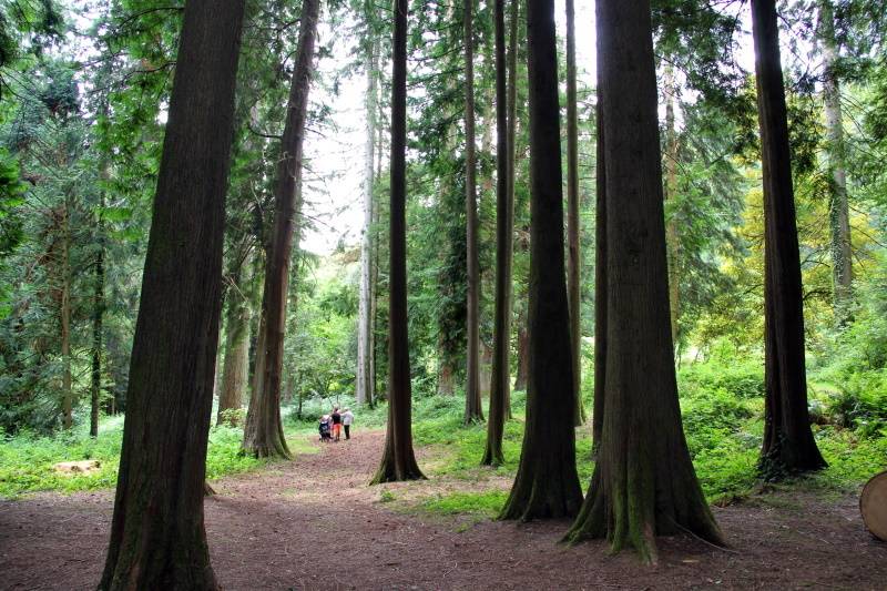 Randonnée : Base VTT FFC des Monts du Limousin - Circuit 18 L’arboretum