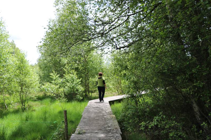 Randonnée : Chemin de découverte de la tourbière de Négarioux-Malsagne