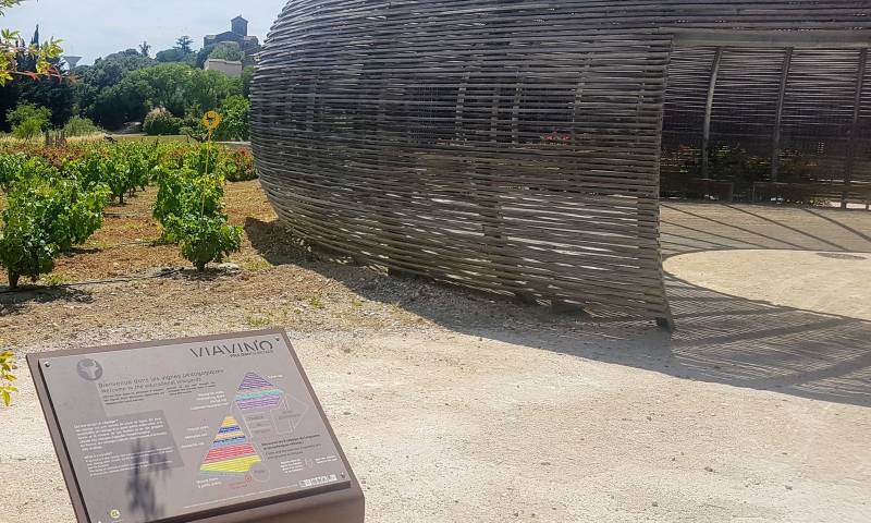 Randonnée : OENORANDO® DES COTEAUX DE SAINT-CHRISTOL - LABELLISÉ FFRANDONNÉE®