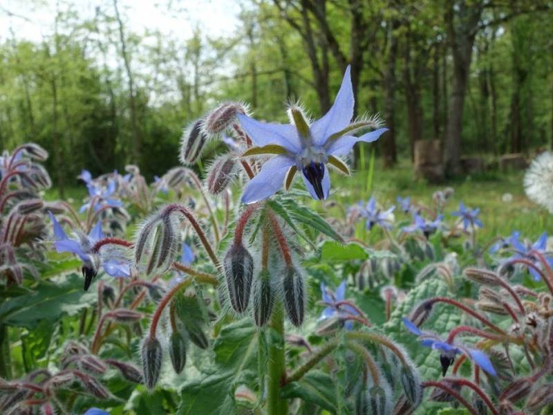 Randonnée : Mon Herbier Châtillonnais : Saint-Médard, la flore de la plus petite commune de l’Indre