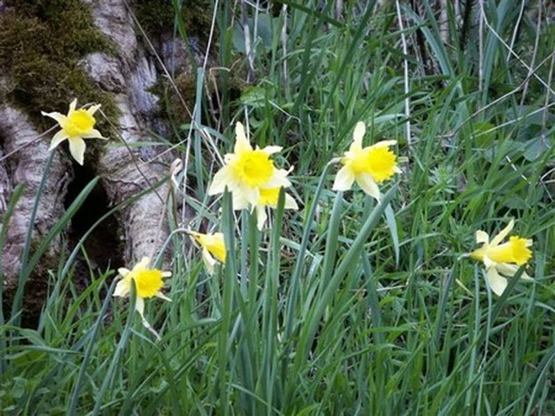 Randonnée : Le sentier des jonquilles