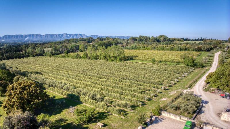 Randonnée : Circuit : Sur le chemin des oliviers