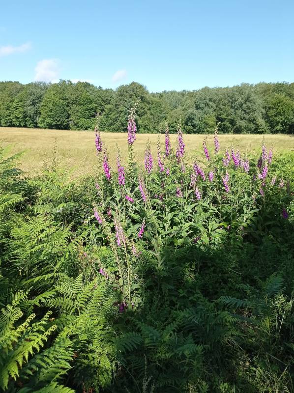 Randonnée : Le bois de Viersat