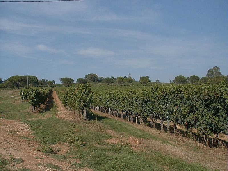 Randonnée : Sentier des Châtaigniers - Lembras