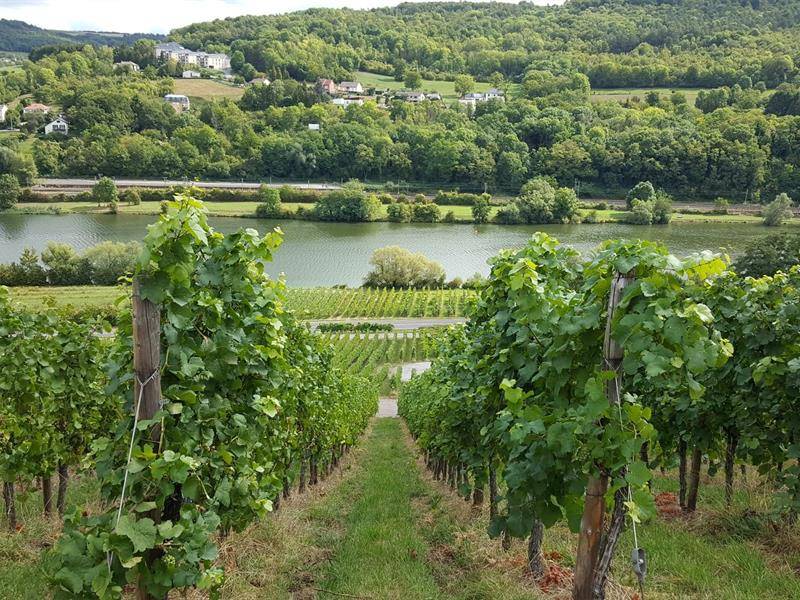 Randonnée : Chemin de la Moselle - de Thionville à Apach