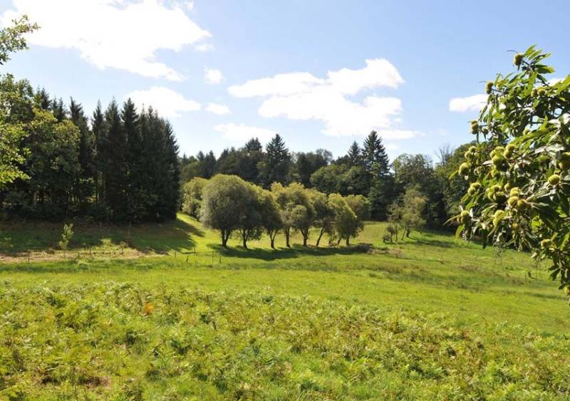 Randonnée : Chemin des hautes forêts