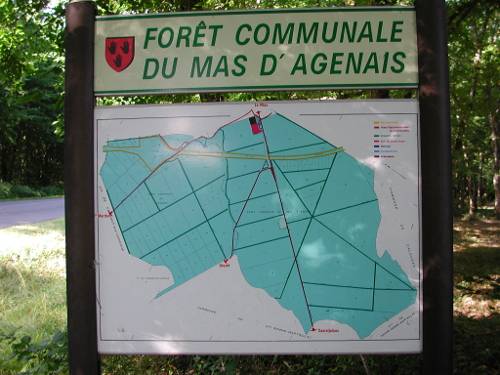 Randonnée : Les princes des sous-bois en forêt du Mas