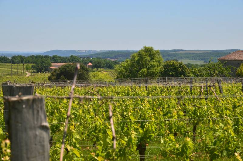 Randonnée : Montgaillard, vers le vignoble de Gache