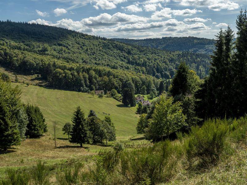 Randonnée : Circuit poussettes 4x4 H05 : La clairière du Hang-parcours 2