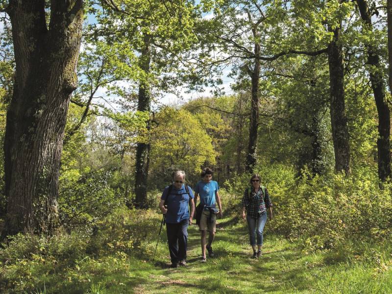 Randonnée : Serres-Morlaàs : forêt de Lahitau