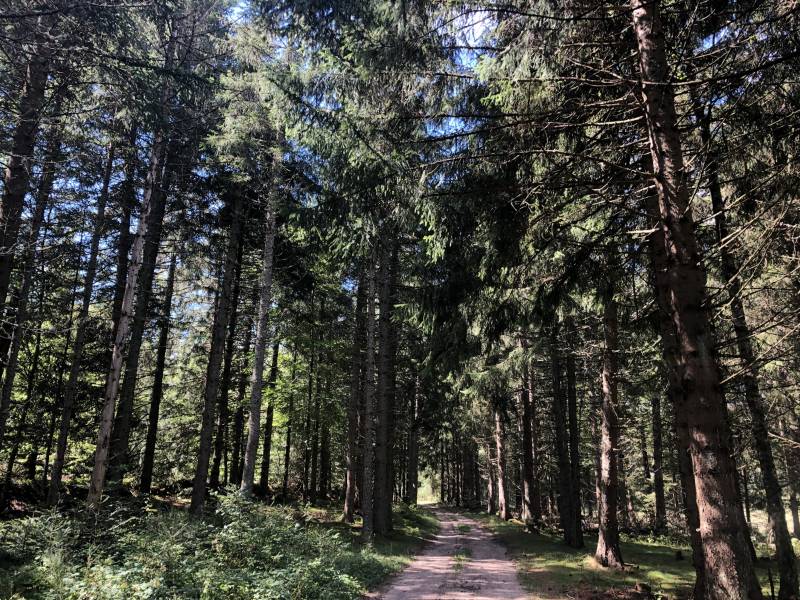 Randonnée : LE SENTIER DES FÉES, VERSION COURSE À PIED