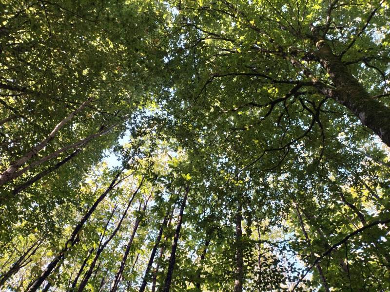 Randonnée : Chevauchée en forêt de l'Hermitain