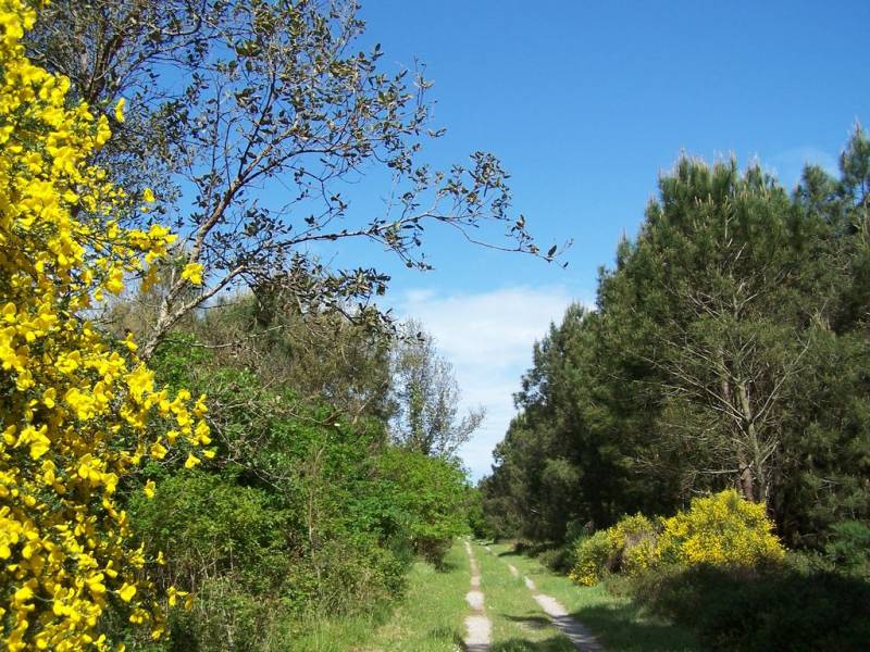Randonnée : Forêt de pins 9 km-Ondres-Circuit jaune