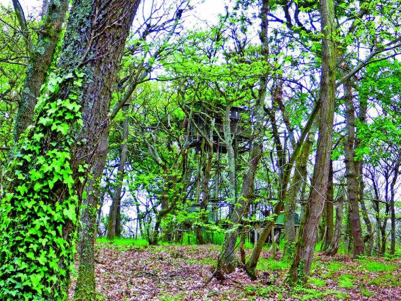 Randonnée : Bois et landes d'Urdès